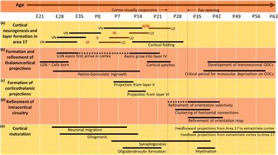 Postnatal Development of Visual Cortical Function in the Mammalian Brain